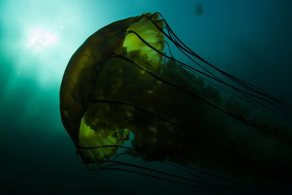 Pacific sea nettle swims near a kelp forest