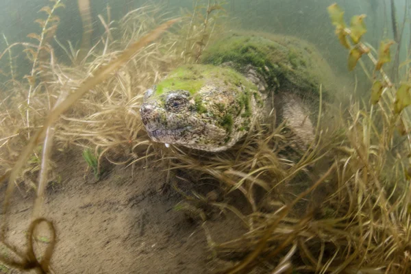 Common snapping turtle crawls amid the muck