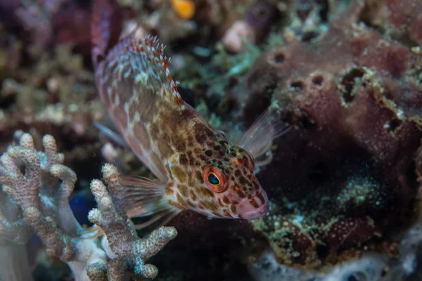 Pixy hawkfish on coral reefs