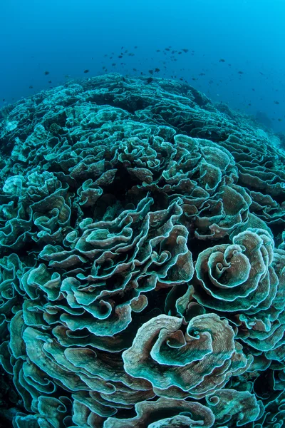 Foliose coral grows on a reef