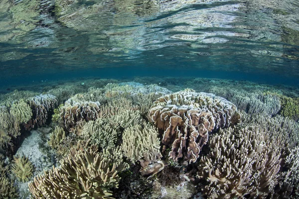 Coral reef begins to bleach