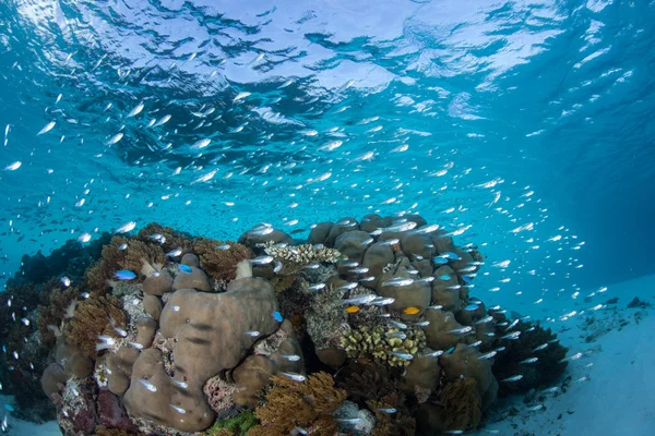 Small reef fish feed on plankton