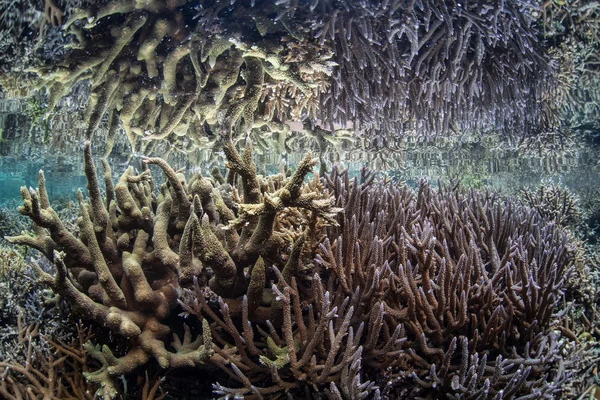 Fragile corals grow in shallow water