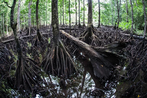 The massive prop roots of a mangrove forest