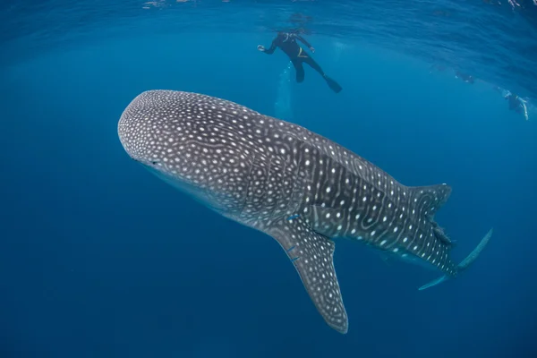 Young whale shark