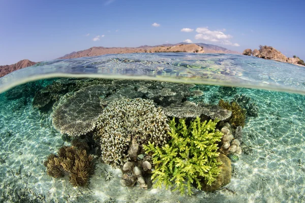 Beautiful Pacific Coral Reef