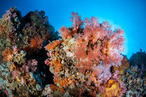 Colorful Soft Corals in Indonesia