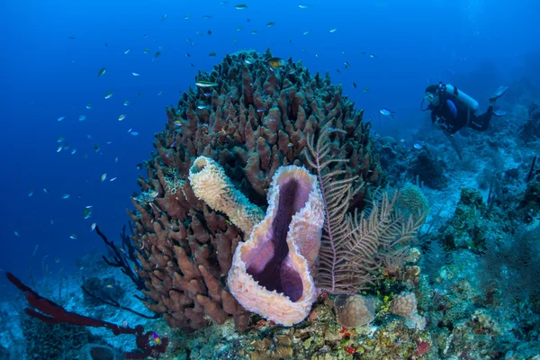 Sponges in the Caribbean Sea