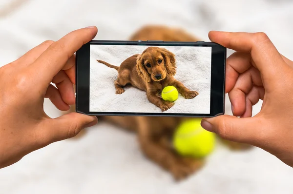Taking photo of english cocker spaniel with mobile phone