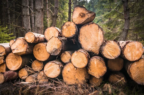 Wooden logs or trunks of trees cut and stacked on the ground