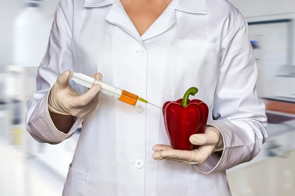 GMO experiment: Scientist injecting liquid from syringe into red pepper in agricultural research laboratory