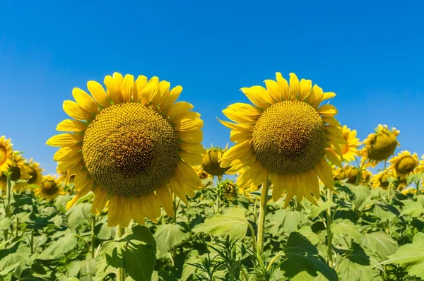 Field of sunflowers and blue sky