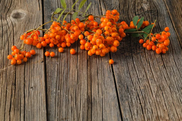 Ash-berry on a wooden background. Autumn berry. Bunch of Rowan