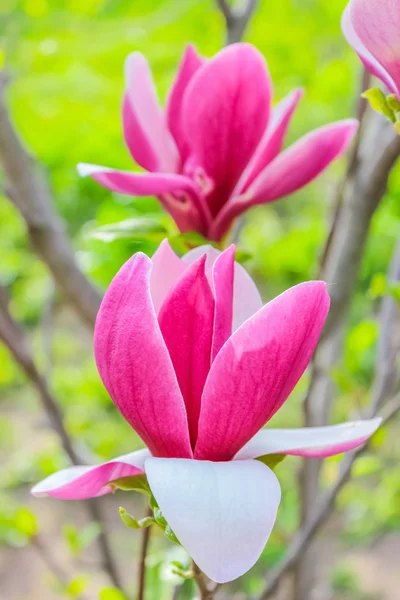 Purple magnolia flower on a branch background