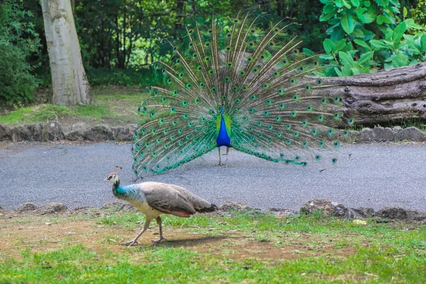 Peacocks family in the park