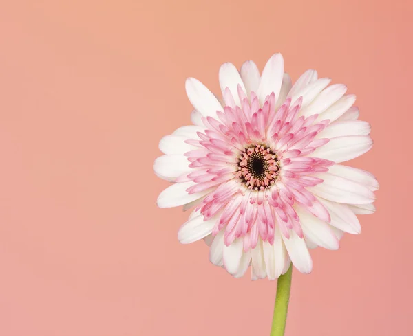 Pretty white and pink Gerbera Daisy