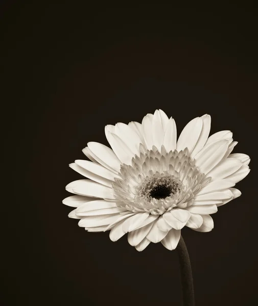 Gerbera daisy flower.