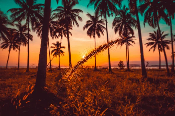 Silhouette grass flower and coconut palm tree on beach at sunset