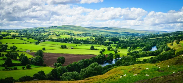 Panorama Meandering River making its way through lush green rural farmland in the warm early sunlight.
