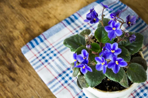 Gentle blue violets