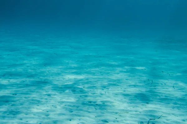 Ocean Floor underwater background