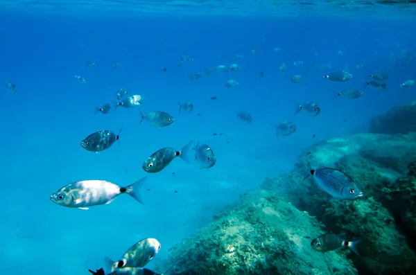 Mediterranean fish underwater. Called Sparlotti in italian language