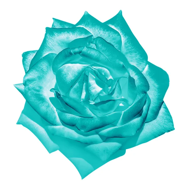 Turquoise  tender rose flower macro isolated on white