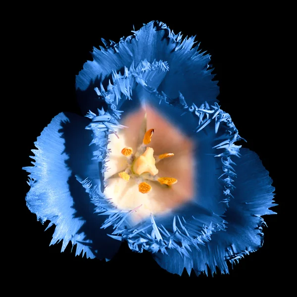 Surreal dark chrome contrast exotic blue tulip flower macro isolated on black