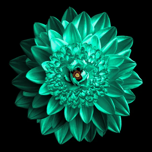 Surrealistic fantasy turquoise flower macro isolated on black