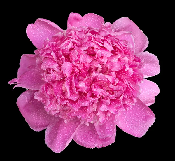 Colorful wet pink peony flower macro isolated on black