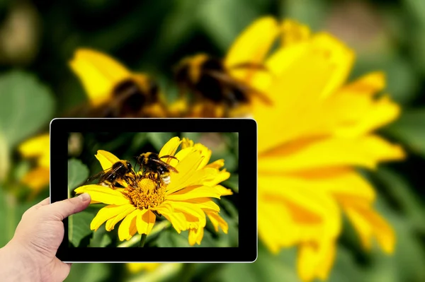 Tablet photography concept. Taking pictures on a tablet. Two bees collects pollen from yellow flowers perennial aster in the garden