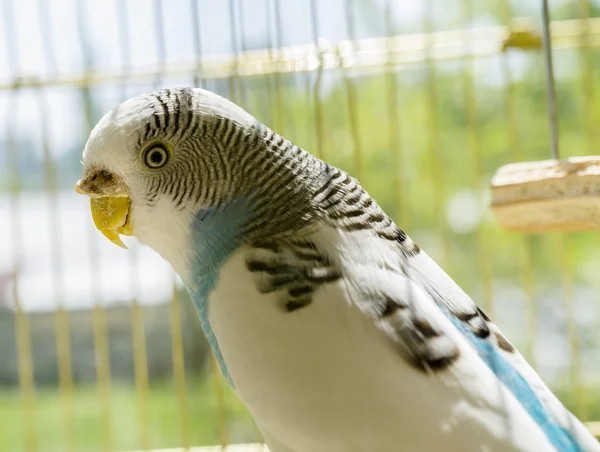 Blue and white parrot in golden cage