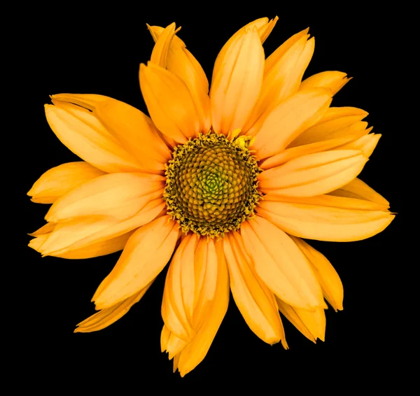 Orange flower of a decorative sunflower Helinthus isolated on black