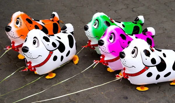 Colorful balloons in form of dogs on leash