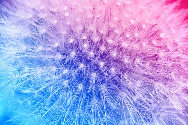 Tender cyan and pink gradient with dandelion flower macro background