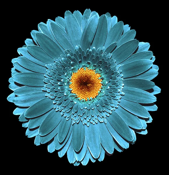 Surreal dark chrome grey turquoise gerbera flower macro isolated on black