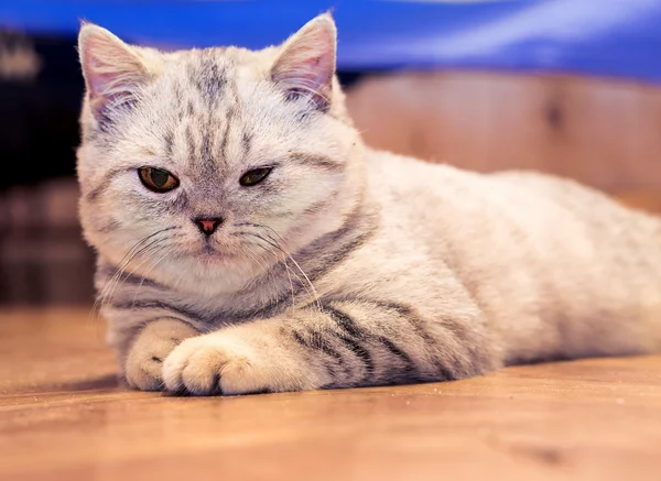 Little grey scottish cat cat lying on the floor