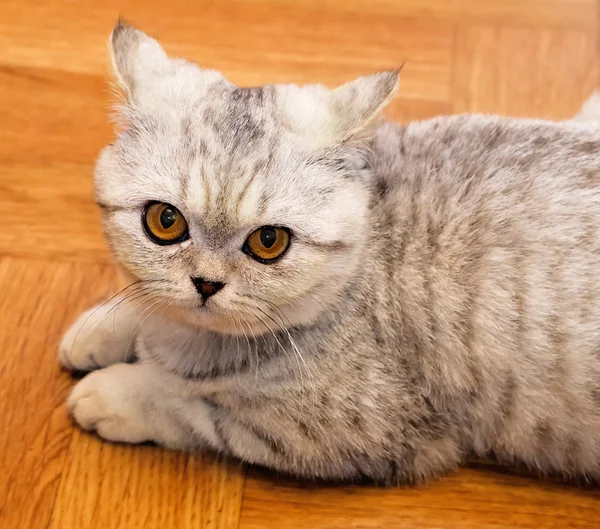 Little grey scottish cat cat lying on the floor