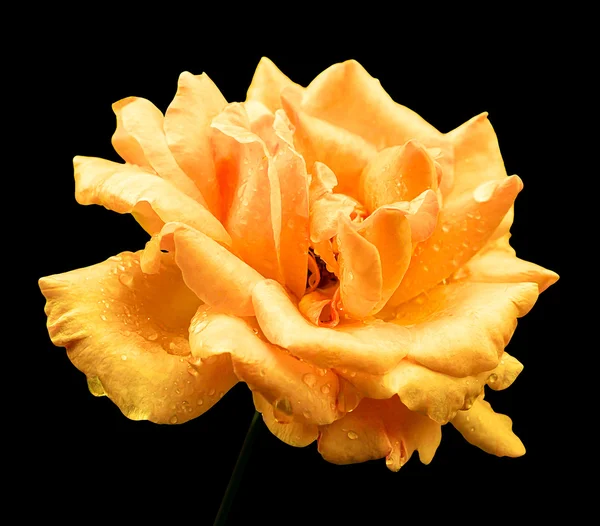 Natural yellow rose flower isolated on black