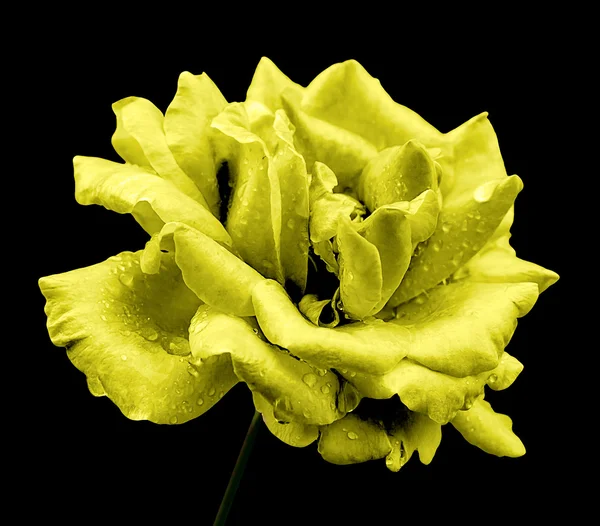Natural yellow rose flower isolated on black
