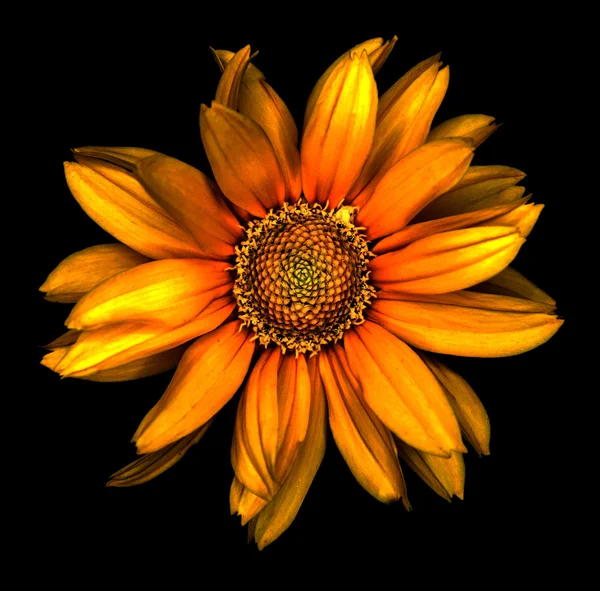 Surreal dark chrome orange decorative sunflower Helinthus macro isolated on black