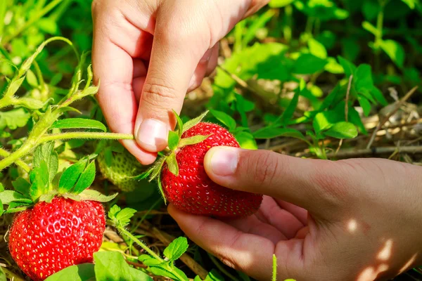 Child hand picks ripe strawberries in the garden, close-up.