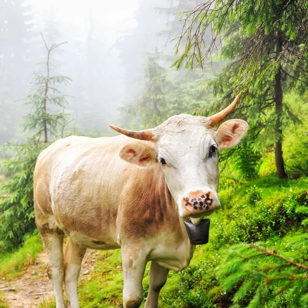 Fabulous scenery, cow grazing on the hill in fog, Carpathian mountains, Ukraine.