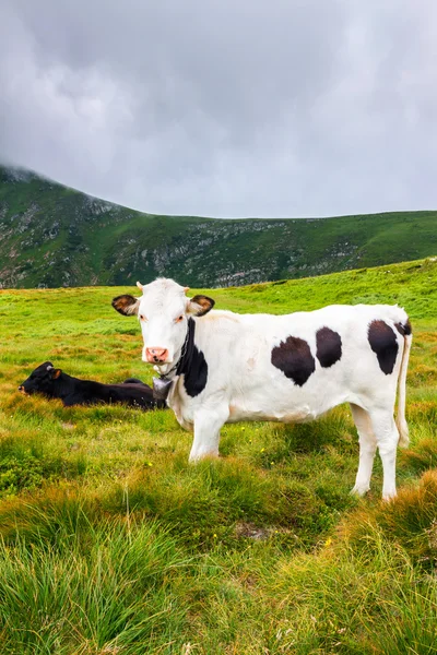 White cow with black spots and few other cows grazing on the wild nature, top of Carpathian mountains.