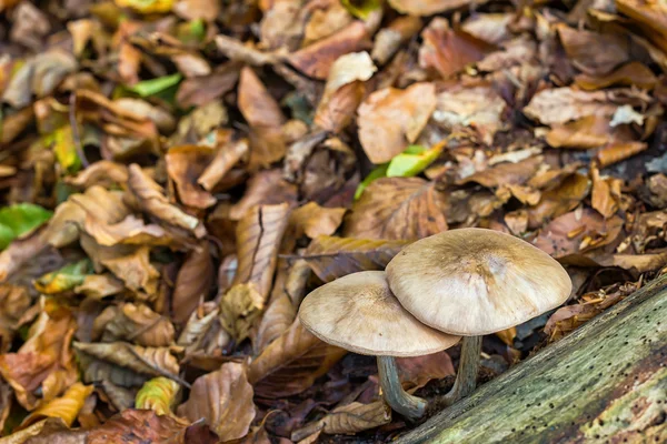 Two mushrooms growing under log in fall forest