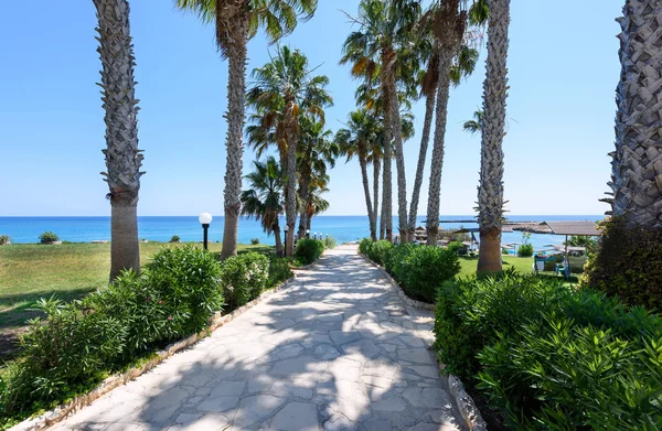 Palm trees road at the sea in protaras beach in cyprus island