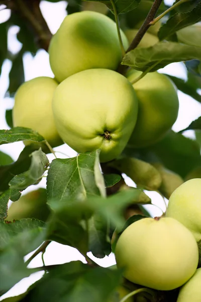 Photo closeup of green ripe apples on a branch in an orchard