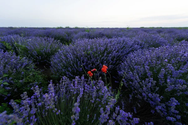 Photo of purple flowers in a lavender field in bloom at sunset, moldova