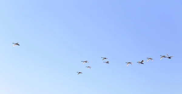 Geese flying in blue spring sky, v-formation