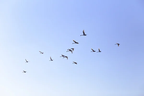 Geese flying in blue spring sky, v-formation